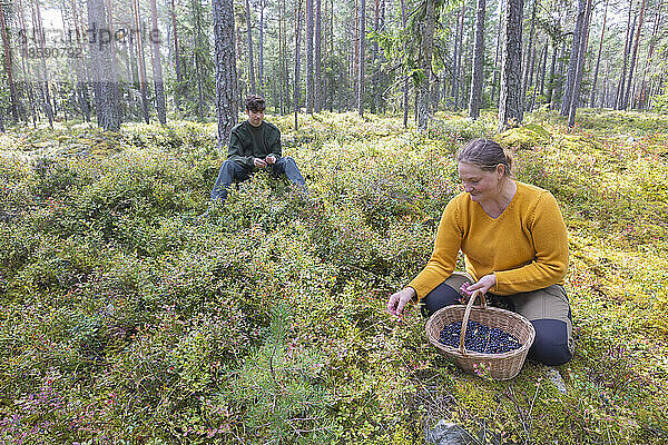 Frau und Junge (16-17) pflücken Beeren im Wald