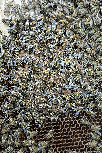 Bienenvolk auf Wabe
