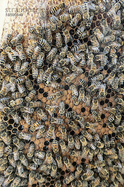 Bienenvolk auf Wabe