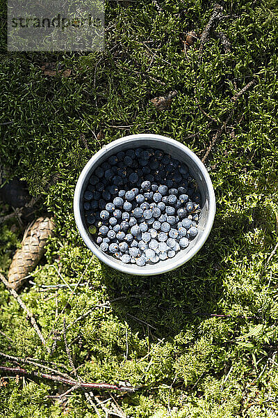 Tasse gefüllt mit blauen Beeren
