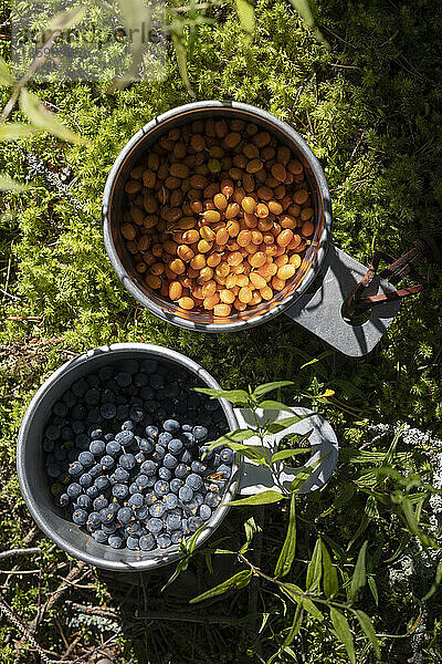 Zwei Tassen gefüllt mit gelben und blauen Beeren