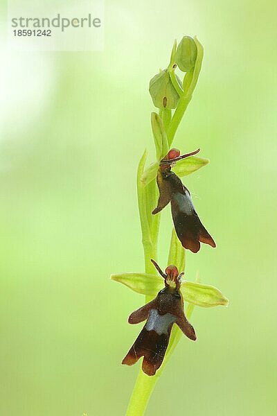 Fliegen-Ragwurz (Ophrys insectifera) mit zwei Blütenfiguren  Mimikry  Bokeh  Naturfotografie  Höhfeldplatte und Scharlachberg  Thüngersheim  Unterfranken  Franken  Bayern  Deutschland  Europa