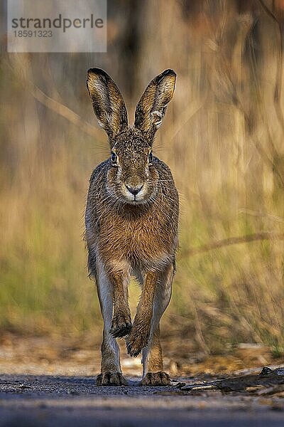 Feldhase (Lepus europaeus) laufend  frontal  springend in Bewegung  Osterhase  Haken schlagend  Biosphärenreservat Mittelelbe  Sachsen-Anhalt  Deutschland  Europa