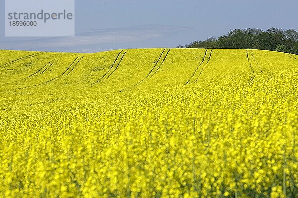 Rapsfeld (Braßica) napus  Rape Field  Baden-Württemberg  blomming  blühend