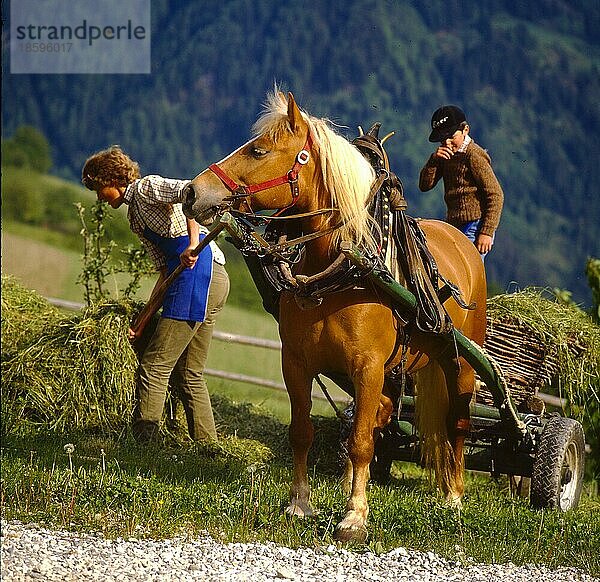 Heuernte mit Pferdegespann in Südtirol  kleiner Junge hilft seiner Mutter bei der Heuernte