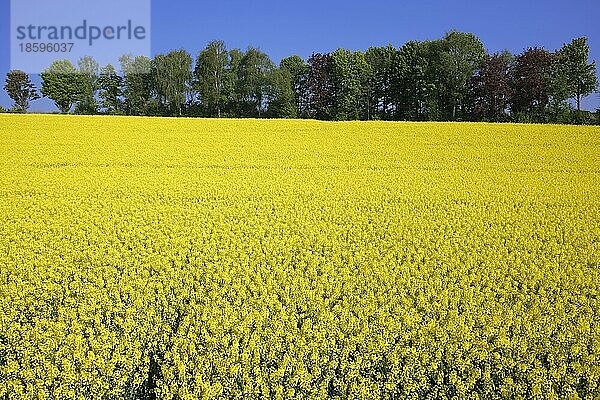 Rapsfeld (Braßica) napus  Rape Field  Baden-Württemberg  blomming  blühend