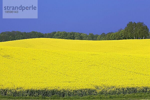 Rapsfeld (Braßica) napus  Rape Field  Baden-Württemberg  blomming  blühend