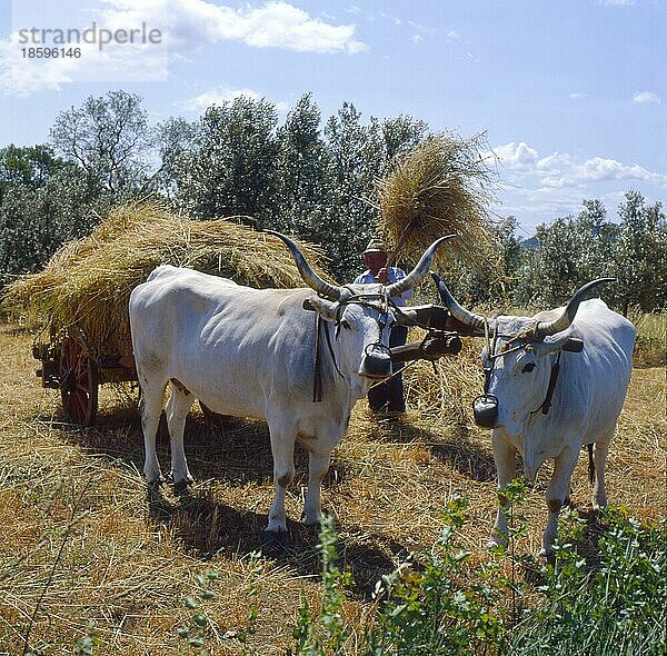 Bauer mit Ochsengespann bei der Heuernte  Toscana  Italien  Europa