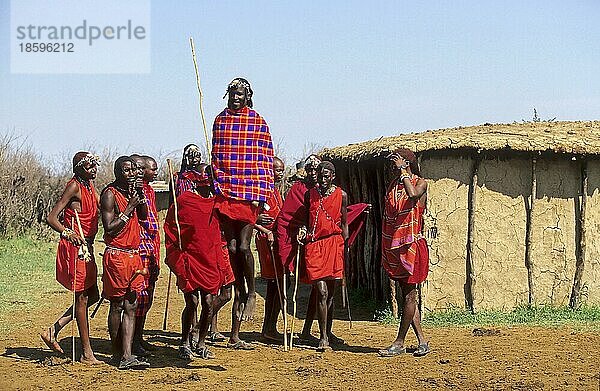 Massai beim Tanz  Kenia  Ostafrika  Afrika
