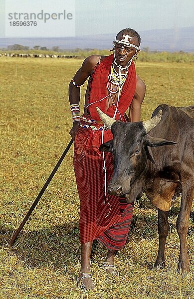 Massai mit Vieh  Kenia  Ostafrika  Afrika