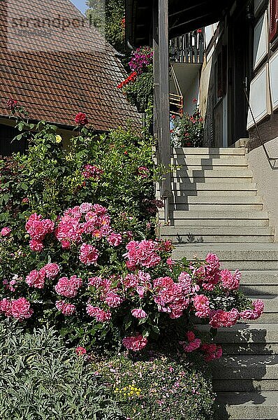 Blühende Rosen im Bauerngarten  Treppe