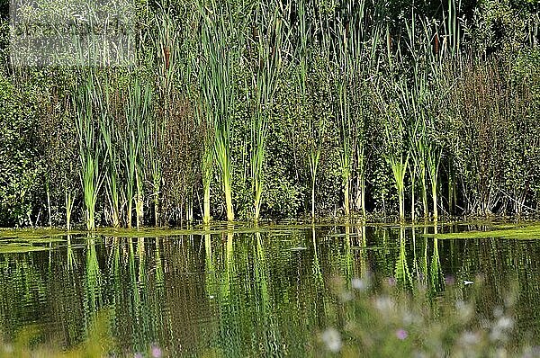 Stausee Ehmetsklinge bei Zaberfeld  Binsen im Wasser  Naturschutzgebiet