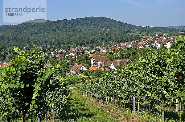 Weindorf Hohenhaslach  Baden-Württemberg  Weinberg