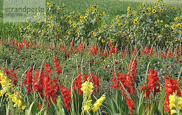 Blumen zum selbstschneiden  Blumenfeld aus Gladiolen (Gladiolus)  Gladiolen
