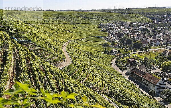 Weinberg-Terassen  Weindorf Mundelsheim am Neckar  Weinberge  Felder  Wiesen  Steillage  Wein und Obstwanderweg bei Mundelsheim