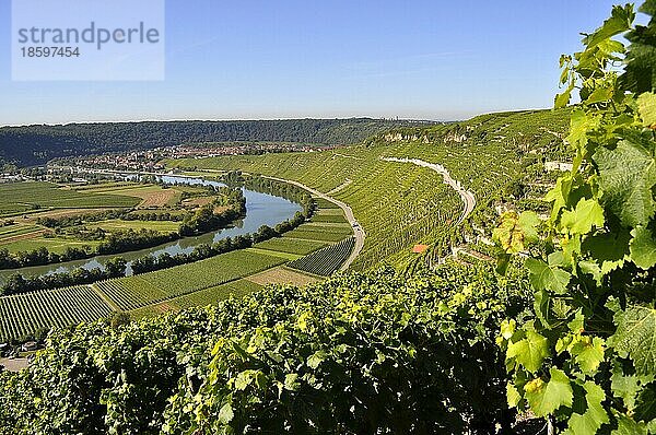 Weinberg-TerassenWeinberge  Felder  Wiesen  Steillage  Fluss : Neckar  Hessigheim  Neckarschleife  Wein und Obstwanderweg bei Mundelsheim