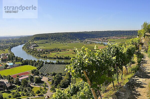 Weinberg-Terassen  Blick von Besigheimer Felsengarten  Weinberge  Felder  Wiesen  Steillage  Fluss : Neckar  Wein und Obstwanderweg bei Mundelsheim