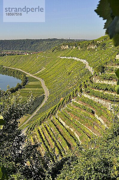 Weinberg-Terassen  Weinberge  Felder  Wiesen  Steillage  Fluss : Neckar  Wein und Obstwanderweg bei Mundelsheim