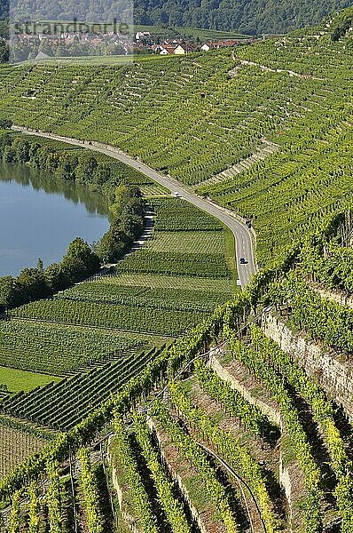 Weinberg-Terassen  Weinberge  Felder  Wiesen  Steillage  Fluss : Neckar  Wein und Obstwanderweg bei Mundelsheim