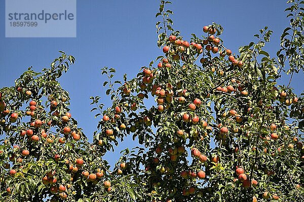 Apfelobstanlage mit vielen Äpfeln  Apfelbaum  Sorte : Cox Orange