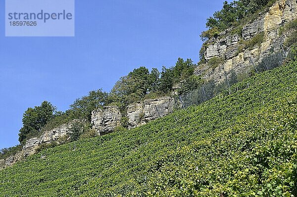 Weinberg-Terassen  Besigheimer Felsengarten  Kletterfelsen