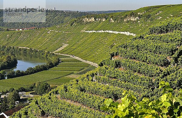 Neckarschleife bei Mundelsheim  Weinberge  Felder  Wiesen  Fluss : Neckar  Wein und Obstwanderweg bei Mundelsheim