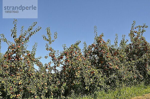 Apfelobstanlage mit vielen Äpfeln  Apfelbaum  Sorte : Cox Orange