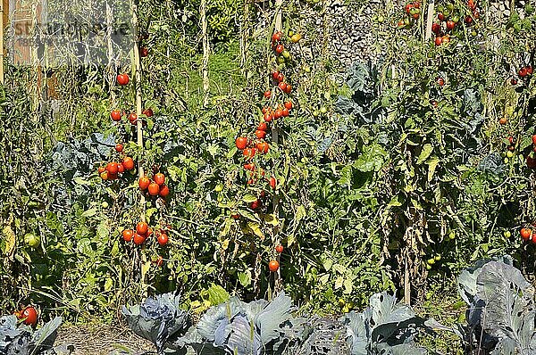 Bauerngarten  Tomaten (Solanum lycopersicum) am Stock  Tomate  Paradeiser  Paradiesapfel