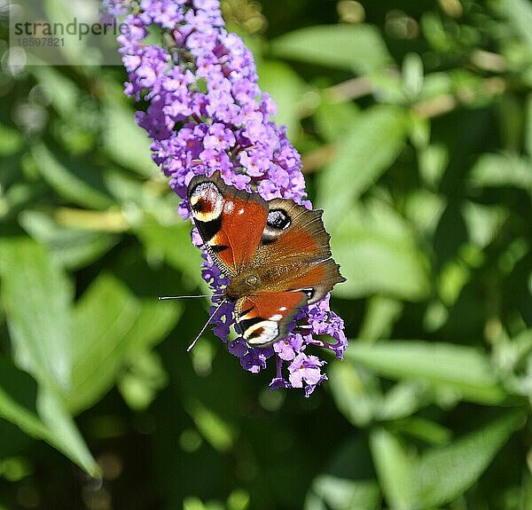 Schmetterling : Tagpfauenauge (Inachis io) auf Schmetterlingsstrauch  Sommerflieder  Schmetterlingsflieder  Schmetterlingsstrauch oder Fliederspeer Tagpfauenauge