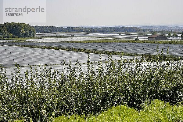 Am Bodensee  Obstanlage am Bodensee  Apfelanlage  Bodenseeobst  Hagel und Vogelschutz mit Netzen