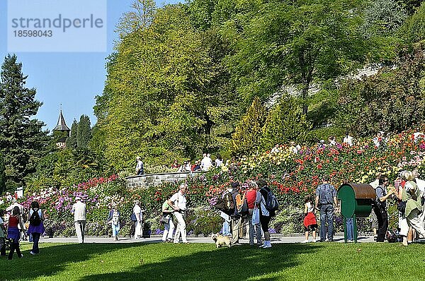 Am Bodensee  Insel Mainau  Dahliengarten  Dahlienblüte