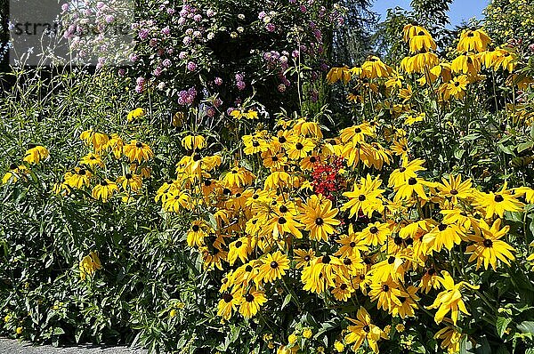 Insel Mainau  Bauerngarten  Stauden  Sonnenhut  Gewöhnlicher Sonnenhut (Rudbeckia fulgida)  Leuchtender Sonnenhut