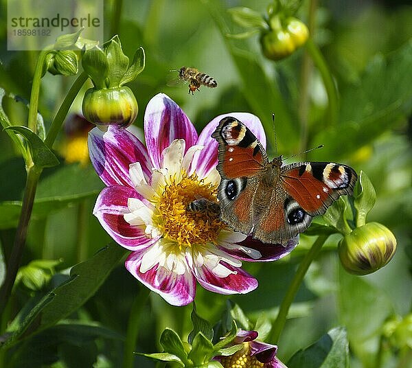 Dahlie blühend  Schmetterling : Pfauenauge auf Blüte  Dahlia  Hybride  Halskrausendahlie  Tagpfauenauge (Inachis io)