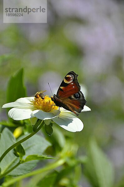 Dahlie blühend  Schmetterling : Pfauenauge auf Blüte  Dahlia  Hybride  Tagpfauenauge (Inachis io)