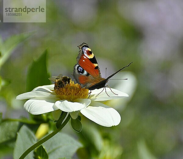 Dahlie blühend  Schmetterling : Pfauenauge auf Blüte  Dahlia  Hybride  Tagpfauenauge (Inachis io)