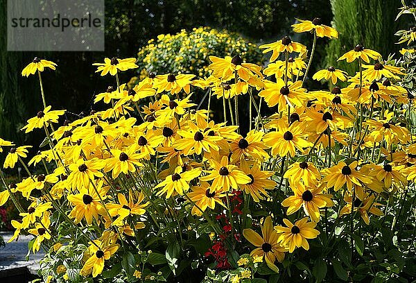 Insel Mainau  Bauerngarten  Stauden  Sonnenhut  Gewöhnlicher Sonnenhut (Rudbeckia fulgida)  Leuchtender Sonnenhut