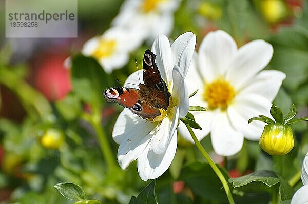 Dahlie blühend  Schmetterling : Pfauenauge auf Blüte  Bienen  Dahlia  Hybride  einfachblühende Dahlie  Tagpfauenauge (Inachis io)