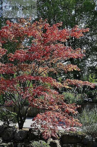Ahornbaum in Herbstfärbung  Feuer-Ahorn (Acer tataricum)  Amur-Ahorn