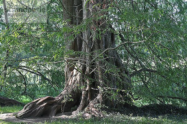 Am Bodensee  Insel Mainau  Urwelt-Mammutbaum  Urweltmammutbaum  Chinesisches Rotholz (Metasequoia glyptostroboides)  Metasequoie  Wassertanne
