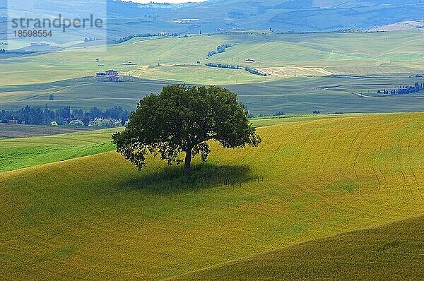 Val d'Orcia  Orcia-Tal  Felder und einzelner Baum  Pienza  Toskana-Landschaft  UNESCO-Weltkulturerbe  Provinz Siena  Toskana  Italien  Europa