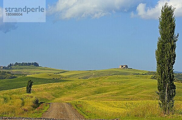 Val d'Orcia  Orcia-Tal  Felder und Zypressen  Pienza  Landschaft der Toskana  UNESCO-Weltkulturerbe  Pienza  Provinz Siena  Toskana  Italien  Europa