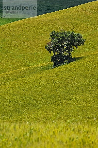 Val d'Orcia  Orcia-Tal  Felder und einzelner Baum  Pienza  Toskana-Landschaft  UNESCO-Weltkulturerbe  Provinz Siena  Toskana  Italien  Europa