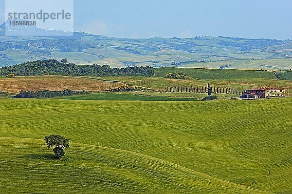 Val d'Orcia  Orcia-Tal  Felder und einzelner Baum  Pienza  Toskana-Landschaft  UNESCO-Weltkulturerbe  Provinz Siena  Toskana  Italien  Europa