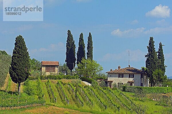 San Gimignano  Weinberge  Toskana  Italien  Provinz Siena  UNESCO-Weltkulturerbe  Europa