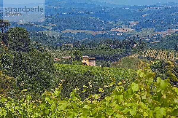 San Gimignano  Weinberge  Toskana  Italien  Provinz Siena  UNESCO-Weltkulturerbe  Europa