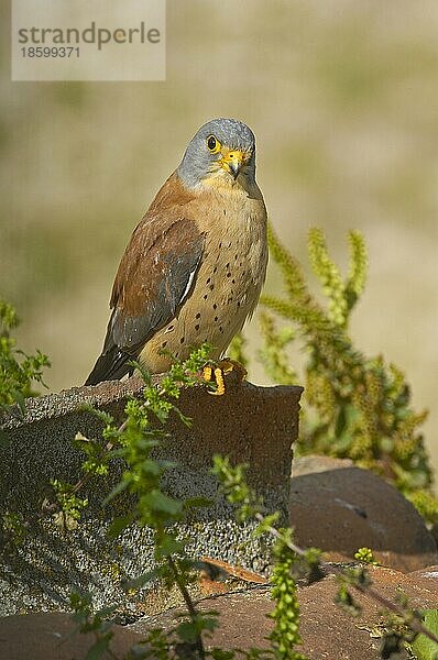 Rötelfalke  Rötelfalken (Falco naumanni)  Falke  Greifvögel  Tiere  Vögel  Lesser Kestrel  Andalusia  Spain  Europe