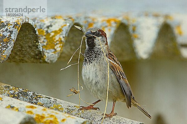 Haussperling  Haussperlinge (Passer domesticus)  Spatz  Spatzen  Singvögel  Tiere  Vögel  Webervögel  House Sparrows  Andalusia  Spain  Europe