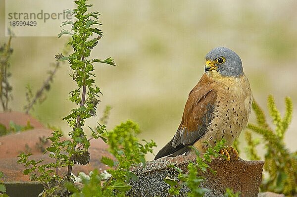 Rötelfalke  Rötelfalken (Falco naumanni)  Falke  Greifvögel  Tiere  Vögel  Lesser Kestrel  Andalusia  Spain  Europe