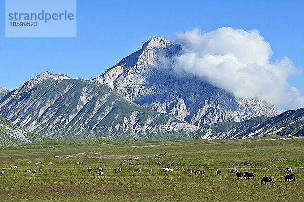 Pferde- und Kuhherde vor dem Gipfel des Gran Sasso  Campo Imperatore  Abruzzen  Italien  Europa