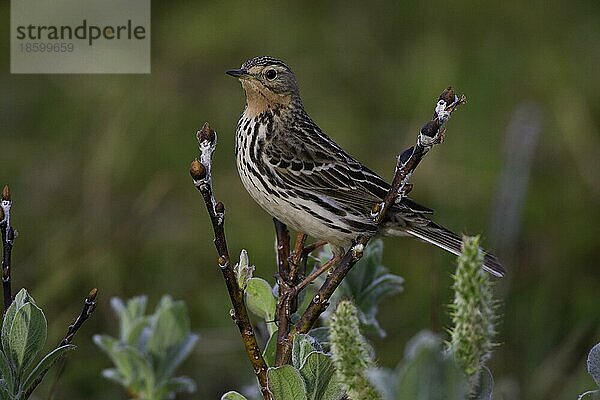 Rotkehlpieper (Anthus cervinus)  Varanger-Halbinsel  Troms og Finnmark  Norwegen  Europa